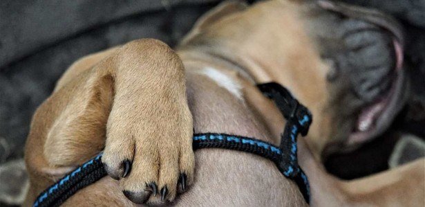 erros comuns ao tratar unha de cachorro inflamada em casa