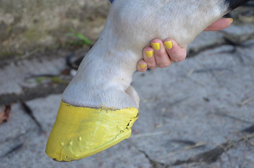 casco de cavalo para unhas