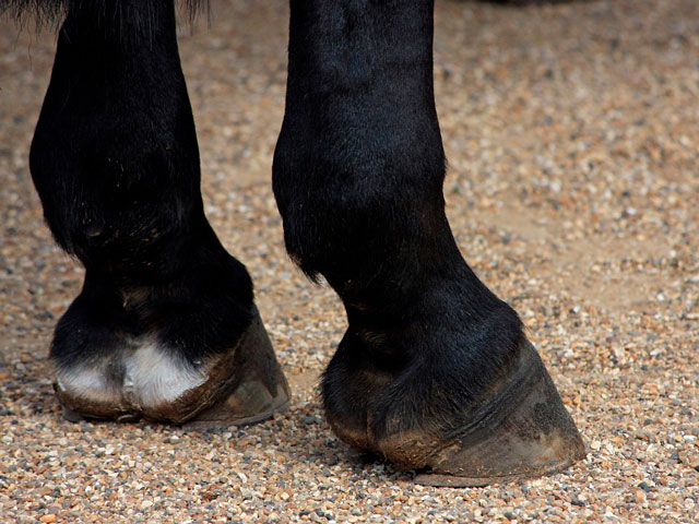 fortalecedor de unhas casco de cavalo
