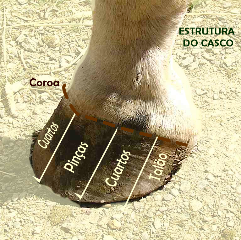 casco de cavalo para unhas