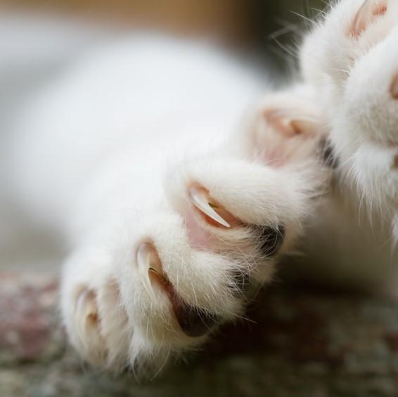 Riscos e Contraindicações do Uso da Unha de Gato