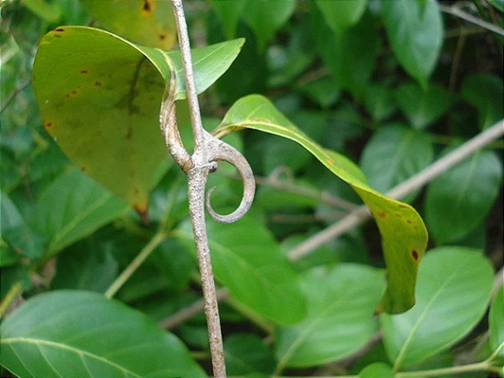 Onde Comprar e Eficácia