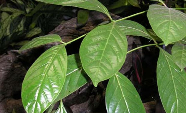 Uxi Amarelo e Unha de Gato: A Dupla Poderosa para a Saúde Feminina