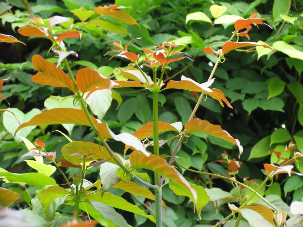 Chá de Unha de Gato: Guia Completo de Preparo e Benefícios