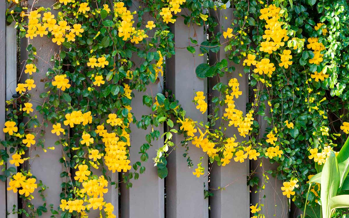 Onde Comprar e Eficácia