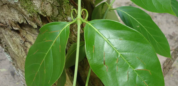 Unha de Gato para Artrite e Reumatismo: Alívio Natural da Dor