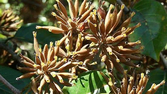 unha de gato estudos imunidade