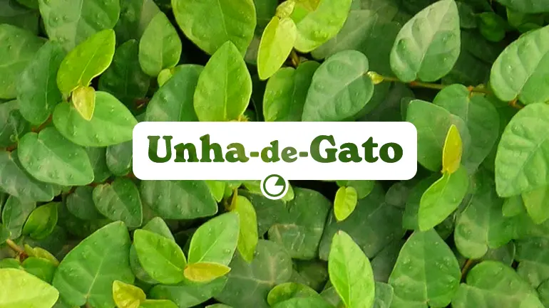 benefícios unha de gato pdf