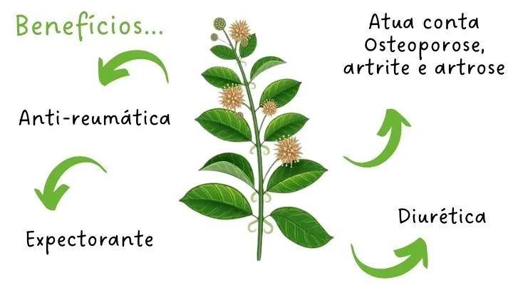 uso medicinal unha de gato pdf