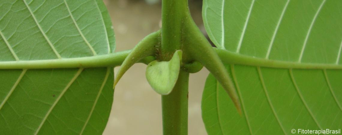 unha de gato artrite reumatoide