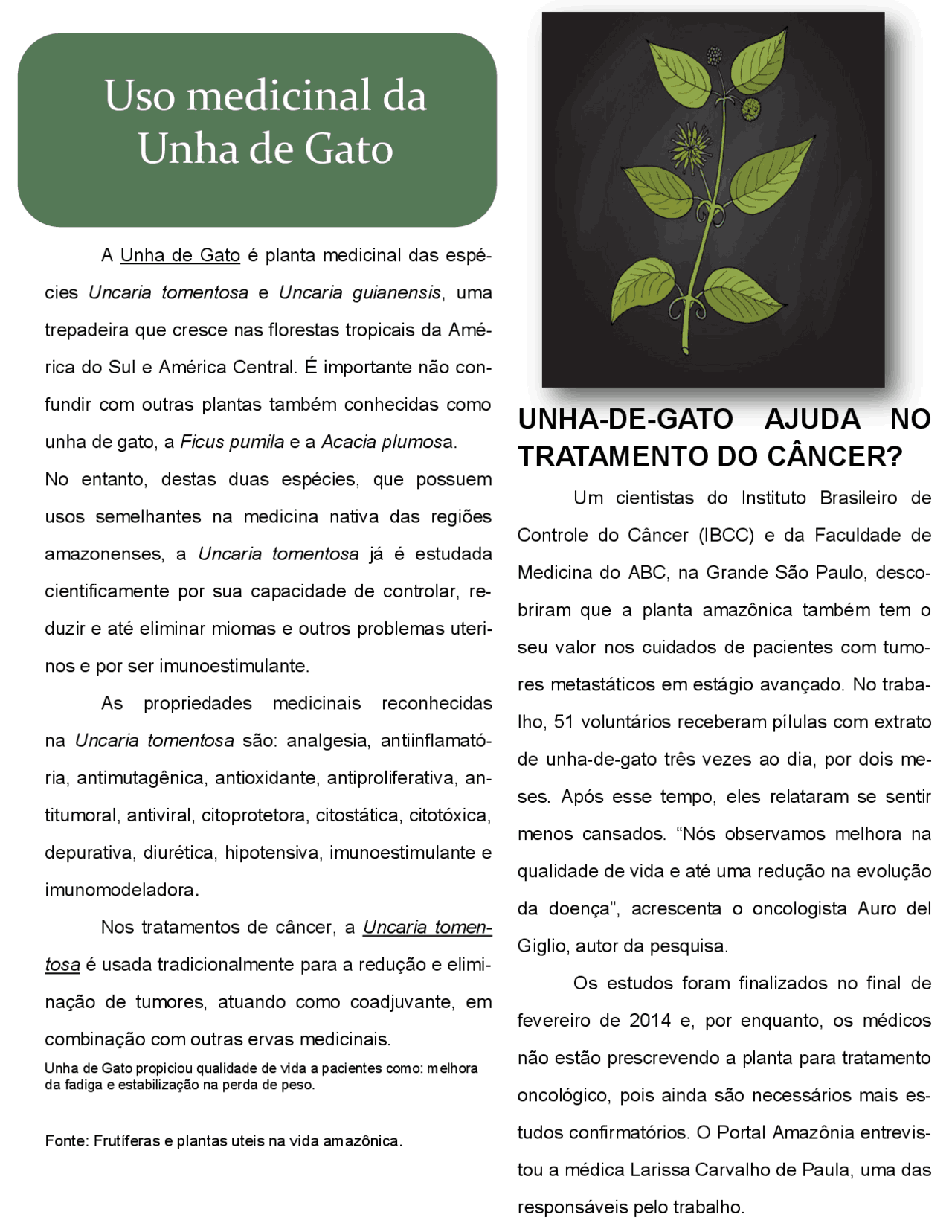 unha de gato lactantes