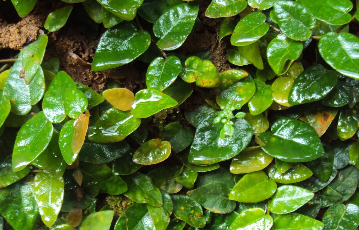 unha de gato trepadeira