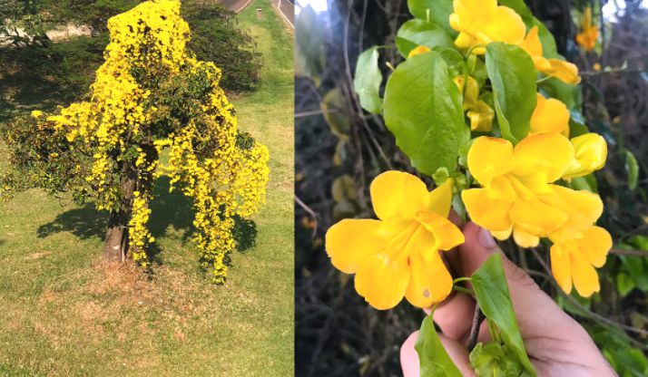 unha de gato trepadeira