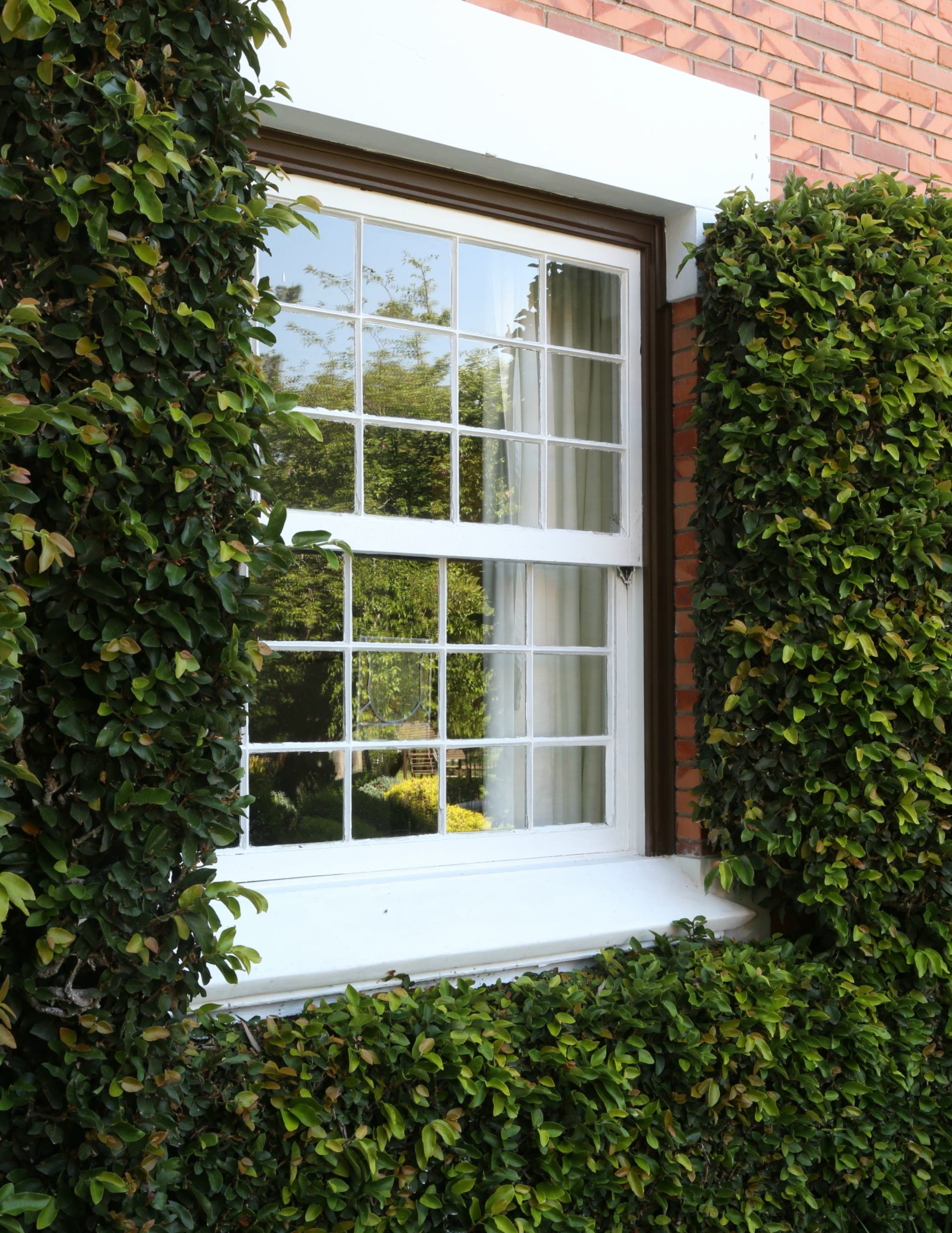 unha de gato trepadeira