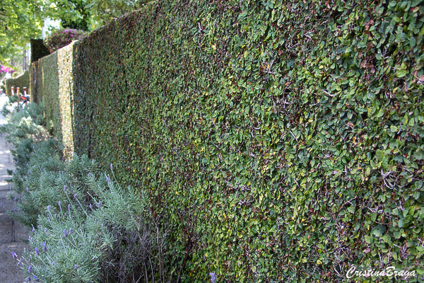 1. Guia Completo: Como Plantar e Cuidar da Unha-de-Gato no Muro. 2. Unha-de-Gato Medicinal vs. Ornamental: Entenda as Diferenças. 3. Os Benefícios da Unha-de-Gato para a Saúde e o Jardim. 4. Soluções Verdes: Use a Unha-de-Gato para Transformar sua Fachada. 5. Manutenção Essencial: Poda Correta da Unha-de-Gato para Evitar Danos.