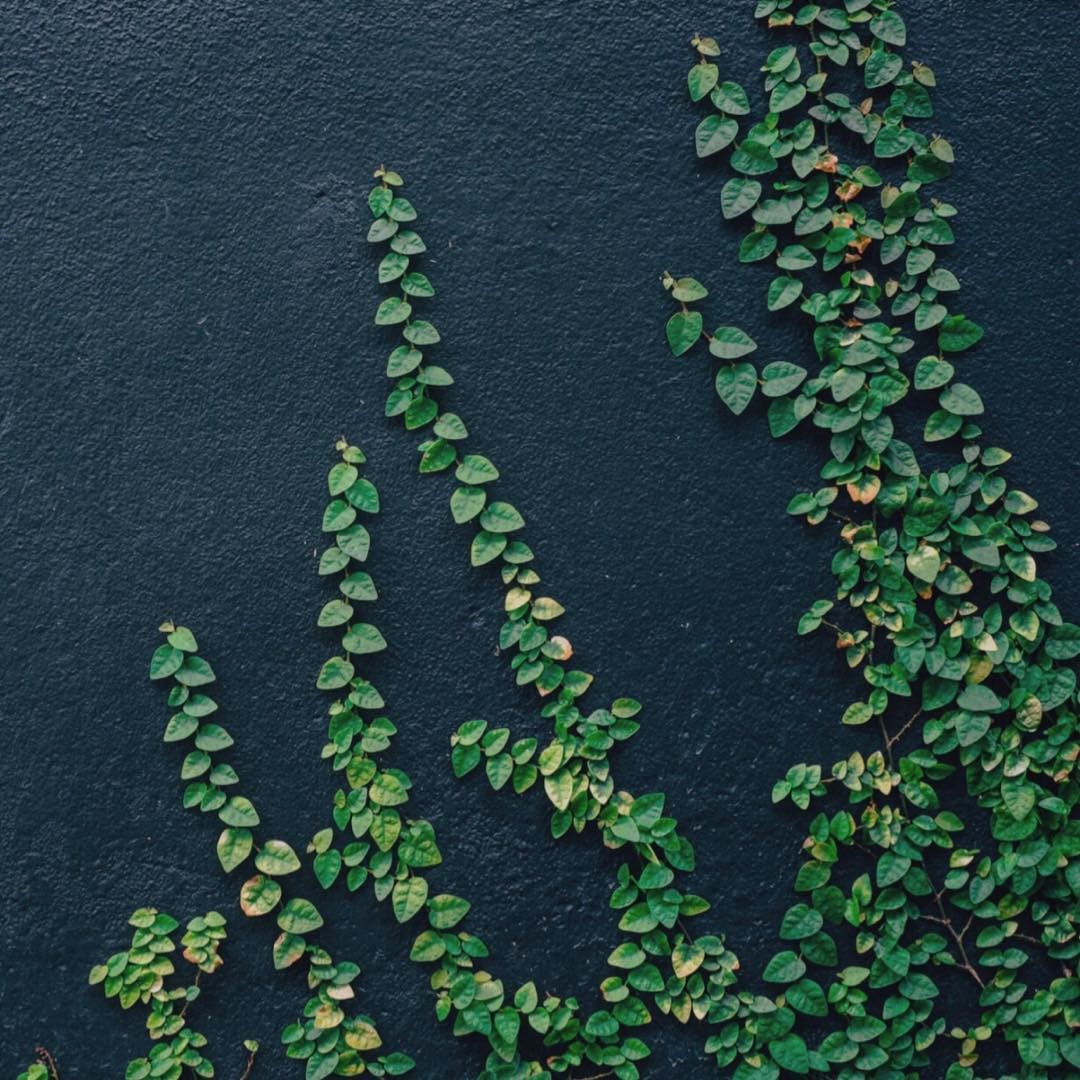 unha de gato trepadeira