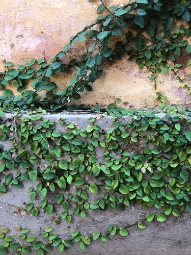 unha de gato trepadeira