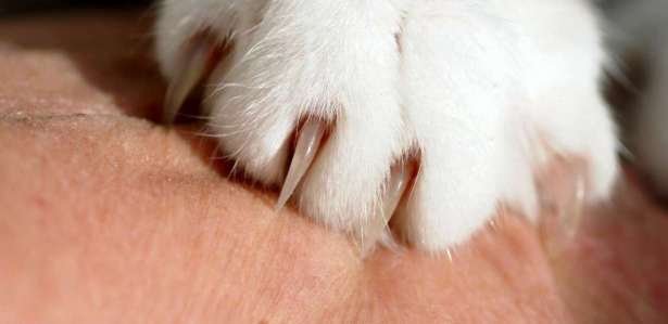 diferença entre unha de gato planta e trepadeira